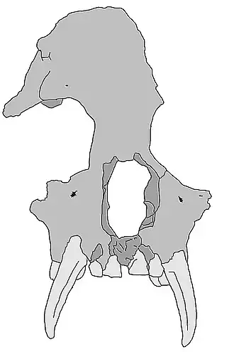 Description de l'image Junzi imperialis.jpg.