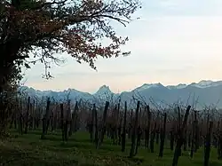 Vignoble du jurançon et pic du Midi d'Ossau