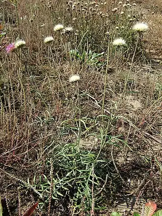 Description de cette image, également commentée ci-après