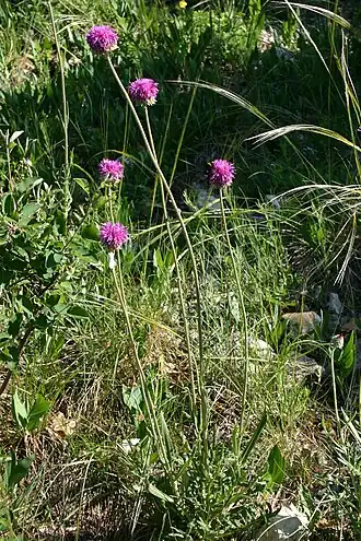 Description de l'image Jurinea mollis (Weiche Silberscharte) IMG 8108.JPG.