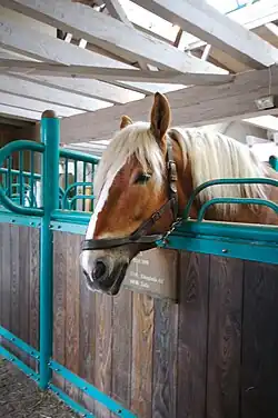 Tête d'un cheval roux et blond dépassant d'une grille.