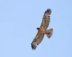 Aigle de Bonelli juvénile en vol, les ailes déployées, vu de dessous. Son ventre est roux et tacheté.