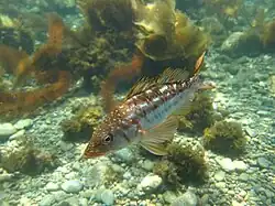 Paralabrax clathratus