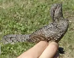 Oiseau dans les tons brun clair tenu en main lors d'une opération de baguage. Il redresse son cou à 90° par rapport à son corps, le bec pointé vers le ciel.