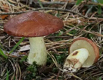 Le Bolet granulé (Suillus granulatus et proches)