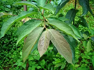 Description de l'image Küçük meyveli Trabzon hurması.JPG.