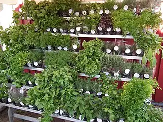 Image illustrative de l’article Fines herbes