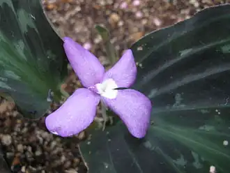 Description de l'image Kaempferia pulchra2.jpg.