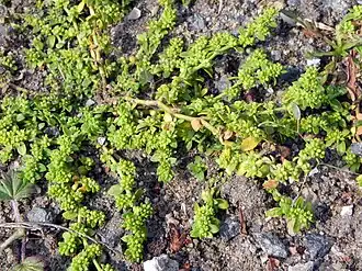 Description de cette image, également commentée ci-après