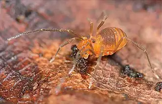 Description de l'image Kainonychus akamai (10.3897-zookeys.760.24937) Figure 1 (cropped).jpg.