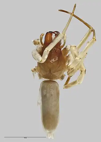 Description de l'image Kaitawa insulare (Marples, 1956) (AM AMNZ5050-1).jpg.