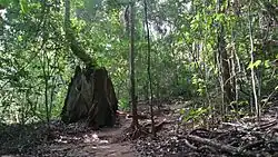 Kakum national park (Ghana)