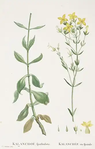 Description de l'image Kalanchoe spathulata Candolle-Plantarum Historia Succulentarum-Band2-Tafel65.jpg.