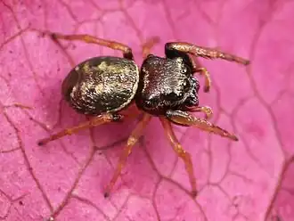 Description de cette image, également commentée ci-après