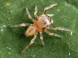 Après la première mue