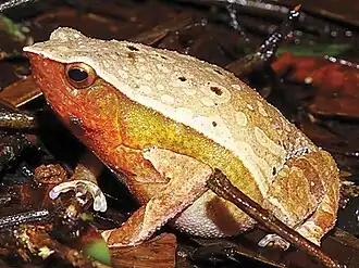 Description de l'image Kalophrynus meizon (10.3897-evolsyst.2.27020) Figure 3 (cropped) 2.jpg.