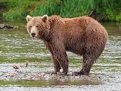 Ursus arctos (Ursidae)