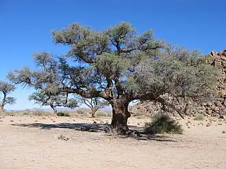Description de l'image Kameldornbaum Canyon Lodge.JPG.