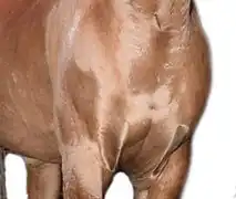 Poitrail doré d'un cheval avec des reflets