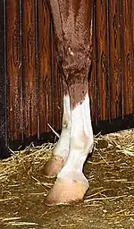 Pieds antérieurs d'un cheval roux et blancs