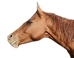 Photographie de la tête d'un cheval roux, sur fond blanc