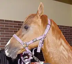 Photographie de la tête d'un cheval au poil doré.