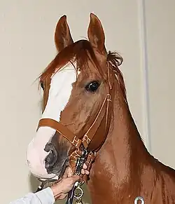 Photographie de la tête d'un cheval roux