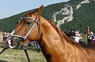Tête d'un cheval roux avec des marques blanches sur fond de montagne.