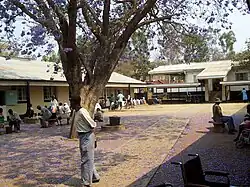 Photo d'une cour entourée de bâtiments de teinte claire avec un arbre en son centre et un homme de profil au premier plan.