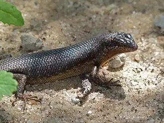 Description de l'image Karasburg Tree Skink (Trachylepis sparsa) (7014731341).jpg.