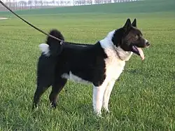 Chien d'ours de Carélie.