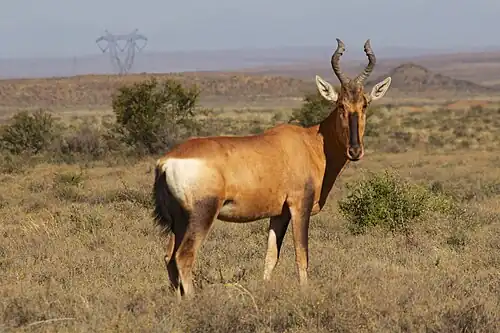 Bubale caama au Parc national du Karoo, en Afrique du Sud.