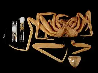 Description de l'image Karstarma ultrapes (MNHN-IU-2008-11398) 003.jpeg.