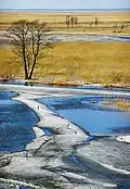 Prairie inondée par le Kasari dans le parc national de Matsalu