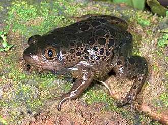 Description de l'image Kassina kuvangensis (10.3897-zse.96.51997) Figure 4.jpg.