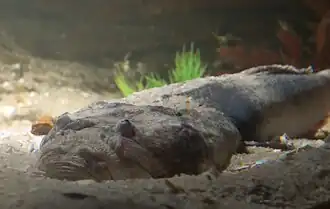 Description de l'image Kathetostoma laeve 01 Pengo.jpg.