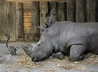 Image illustrative de l’article Zoo de Salzbourg