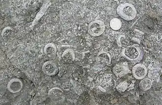 Fragments de crinoïdes dans un calcaire du Silurien (Pridoli) (Saaremaa, Estonie)