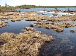 Marécages au nord du Kauhalampi.