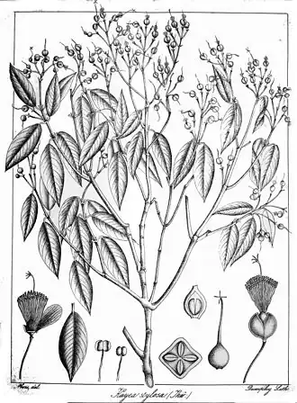 Description de l'image Kayea stylosa Alwis.jpg.