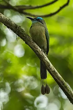 Motmot à bec caréné.