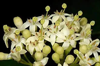 Description de l'image Keetia gueinzii 1DS-II 9423.jpg.