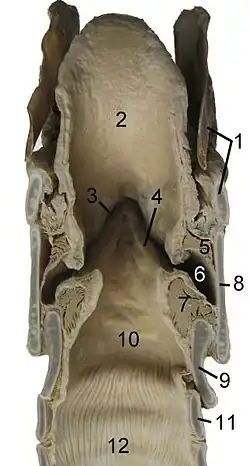 Le larynx du cheval : 1 Os hyoïdien; 2 Epiglottis; 3 Fausses cordes vocales; 4 Cordes vocales; 5 Muscle ventriculaire; 6 Ventricule laryngien; 7 Muscle vocal; 8 Pomme d'Adam; 9 Anneaux du cartilage; 10 Cavité infra-glottale; 11 Premier tube cartilagineux des bronches; 12 Bronche