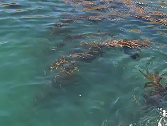 Équivalent de la canopée, pour la forêt de kelp.