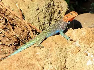 Agama lionotus.
