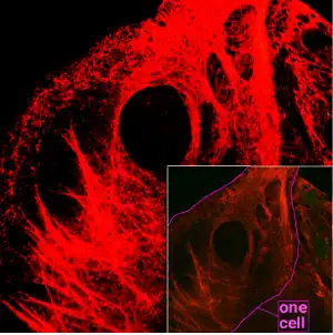 Filaments intermédiaires de kératine dans des cellules embryonnaires.