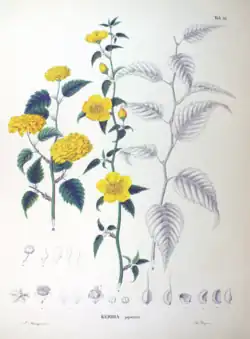 Flora Japonica, 1870, Siebold & Zuccarini.