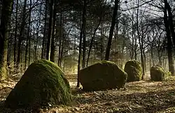 Photographie en couleurs d’un alignement de menhirs dans un sous-bois.