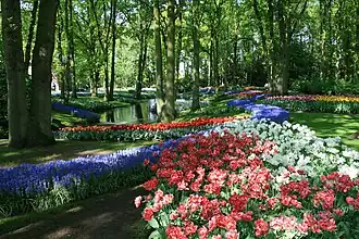 Image illustrative de l’article Keukenhof