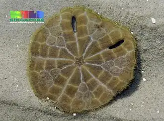 Face orale d'un spécimen vivant